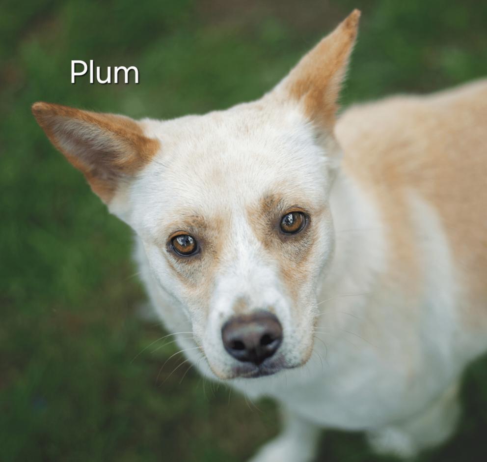 Plum, Adopted, Young Female Carolina Dog & Mixed Breed.