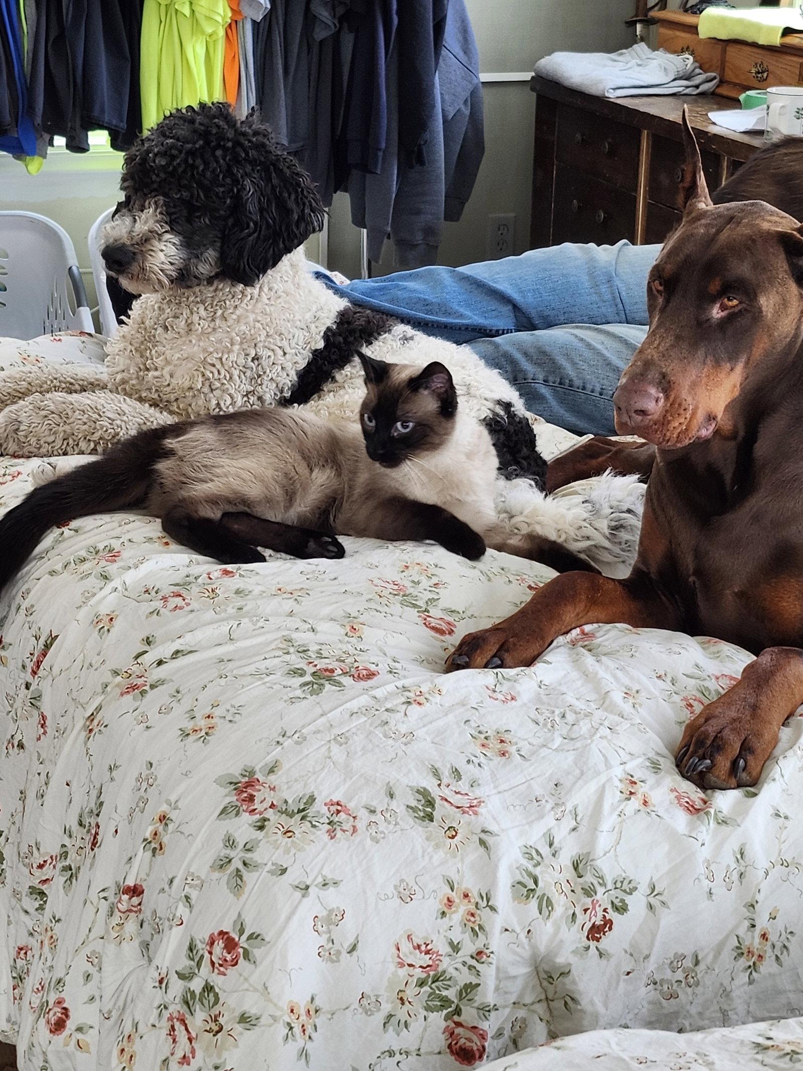 Enlarge Eisen, a Adopted Doberman Pinscher in Buffalo, MN image 1/3