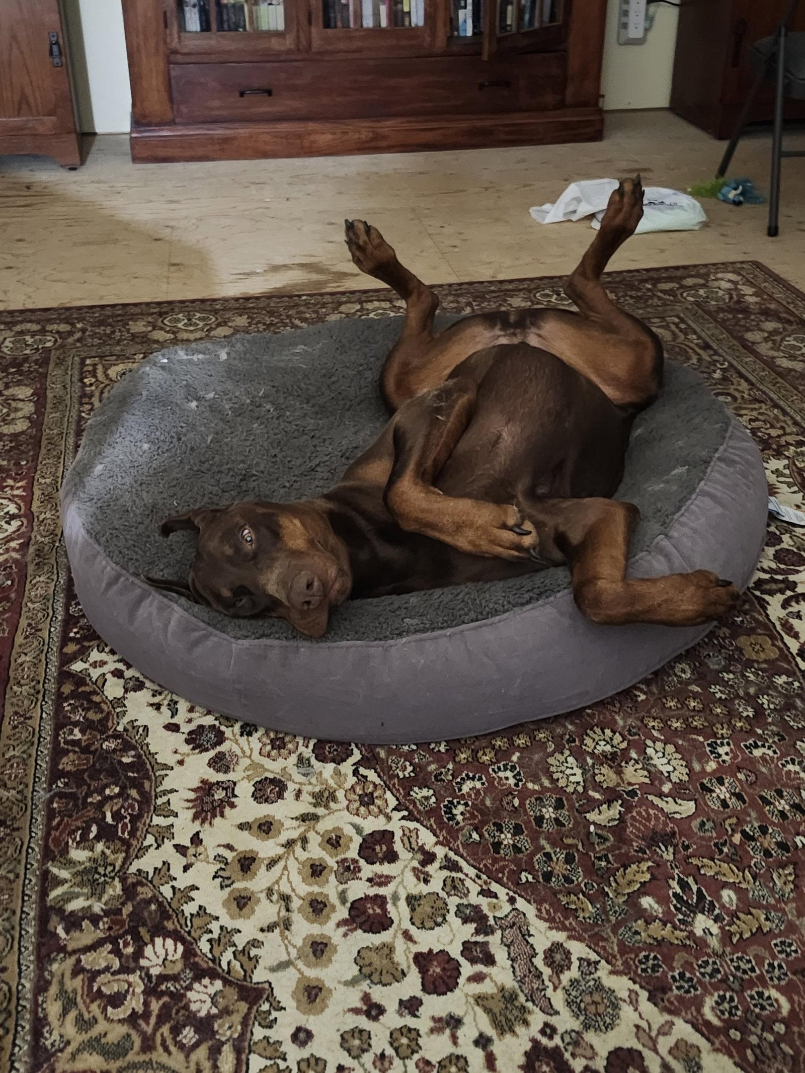 Enlarge Eisen, a Adopted Doberman Pinscher in Buffalo, MN image 2/3