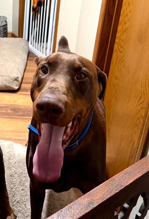 Enlarge Eisen, a Adopted Doberman Pinscher in Buffalo, MN image 3/3