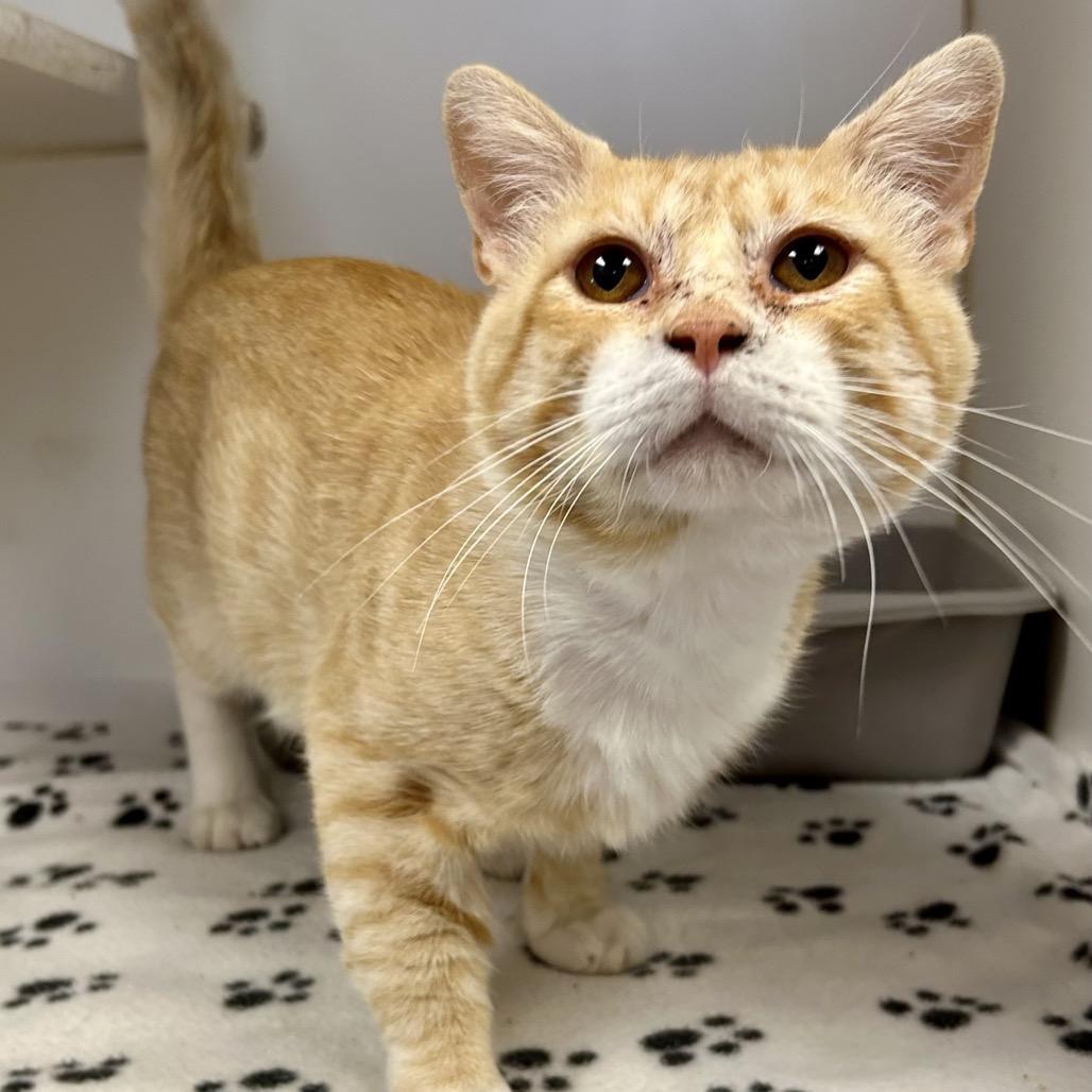 Enlarge Barley, a Adoptable Domestic Short Hair in St Joseph, MO image 1/1