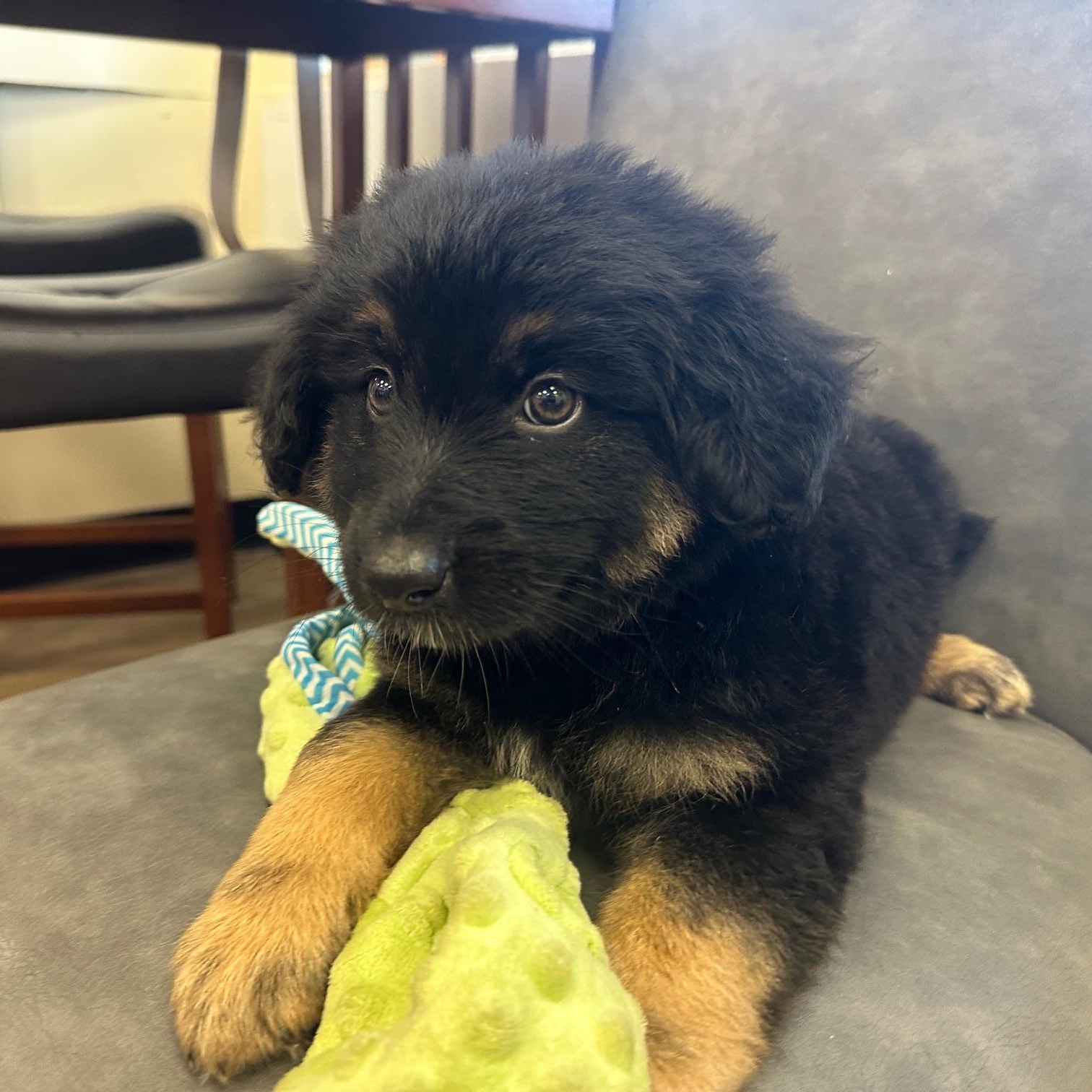 June, Baby Female German Shepherd Dog