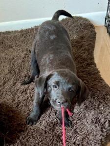 Enlarge Runty, a Adoptable Labrador Retriever in Austin, TX image 1/1