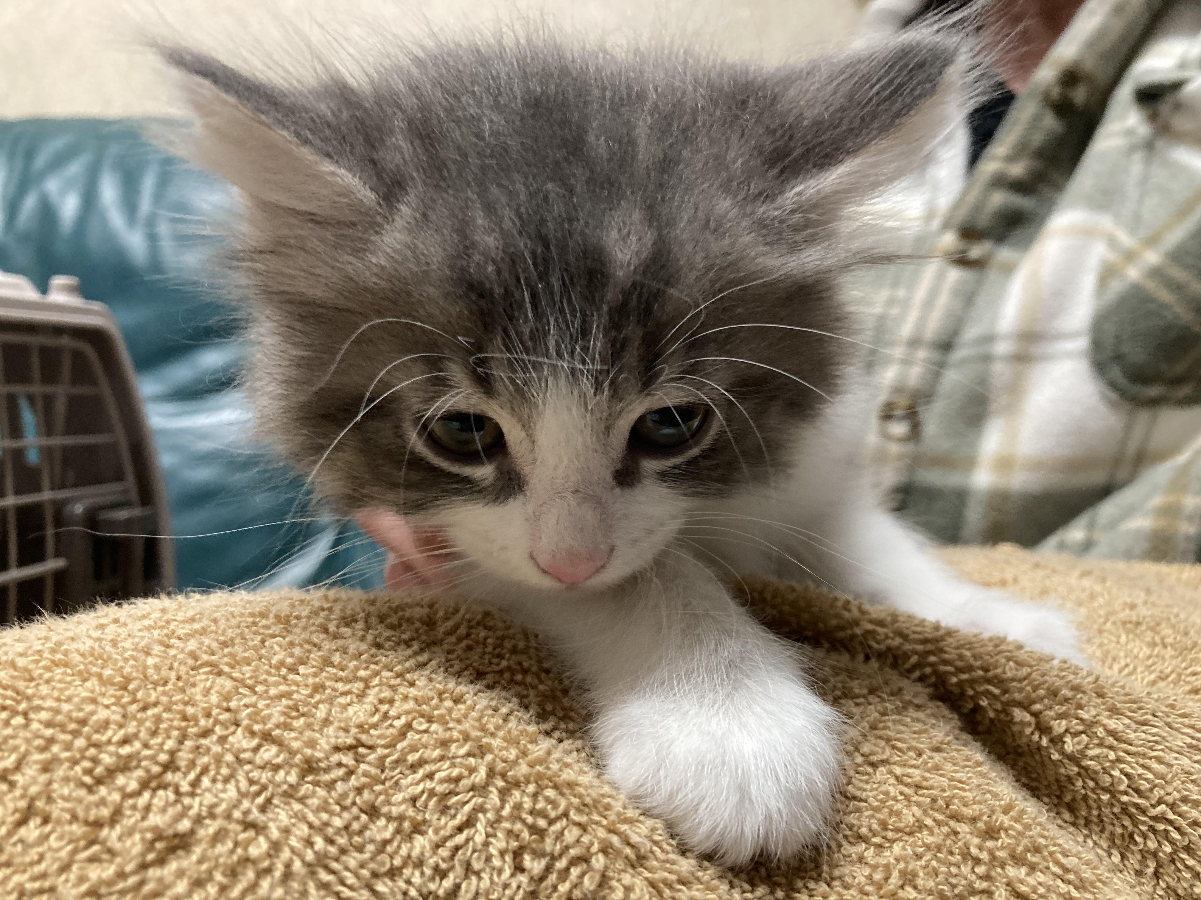 Tator Tot, adopted, Kitten Male Domestic Long Hair.