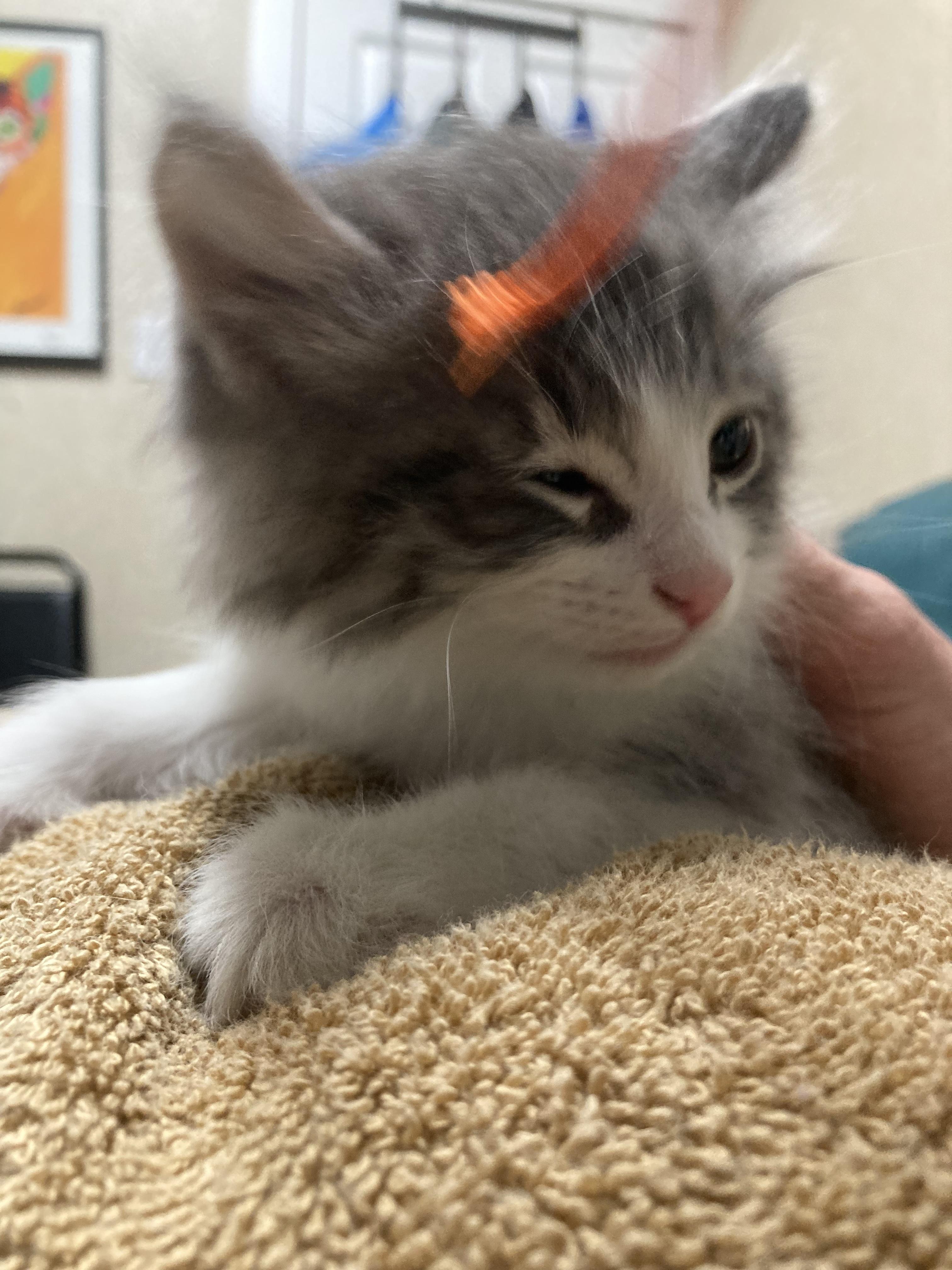 Tator Tot, an adopted Domestic Long Hair in Cincinnati, OH image 2/2