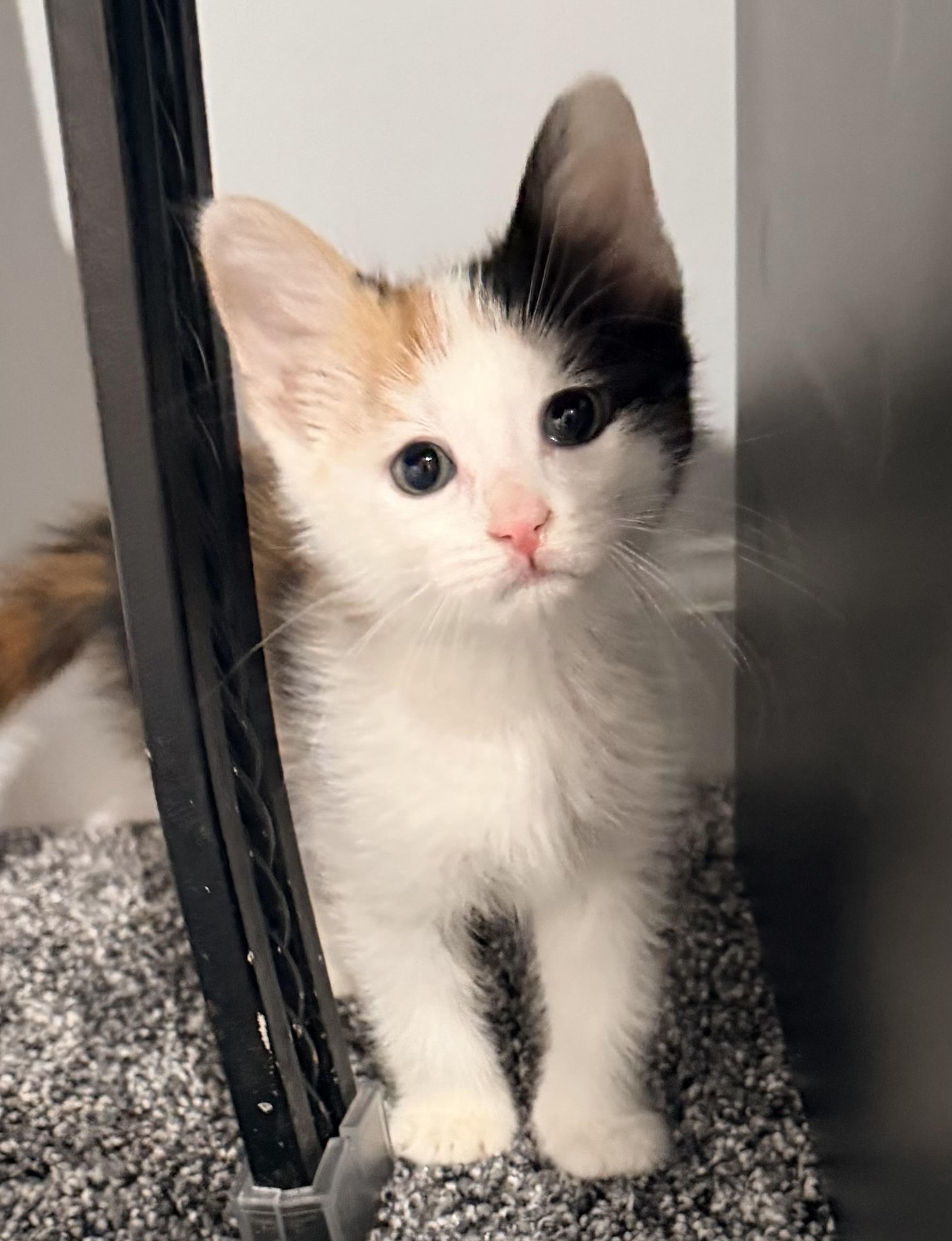 Zoe, ADOPTABLE, Kitten Female Domestic Short Hair.