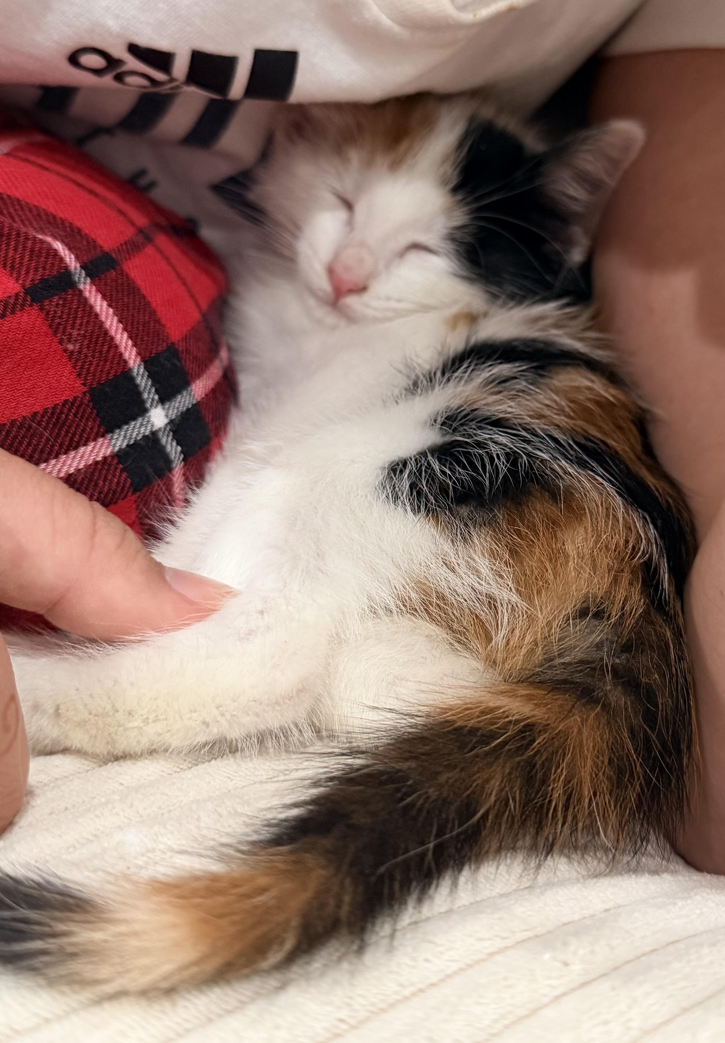 Enlarge Zoe, a ADOPTABLE Domestic Short Hair in East Hanover, NJ image 2/3