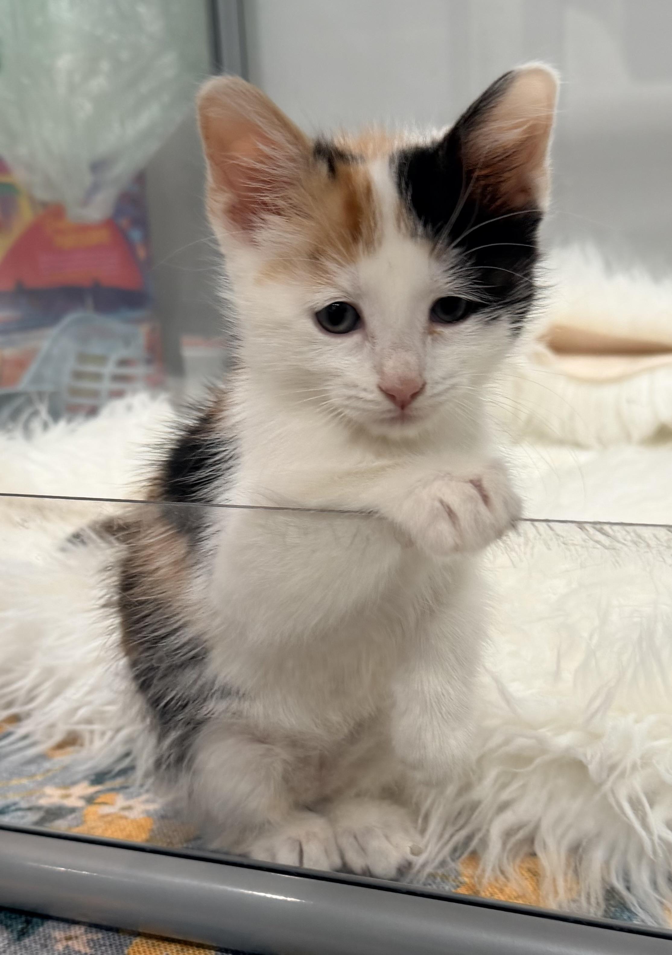 Enlarge Zoe, a ADOPTABLE Domestic Short Hair in East Hanover, NJ image 3/3