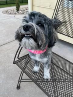 Enlarge Callie, a Adoptable mixed breed in Wichita, KS image 2/3