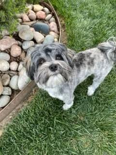 Enlarge Callie, a Adoptable mixed breed in Wichita, KS image 3/3