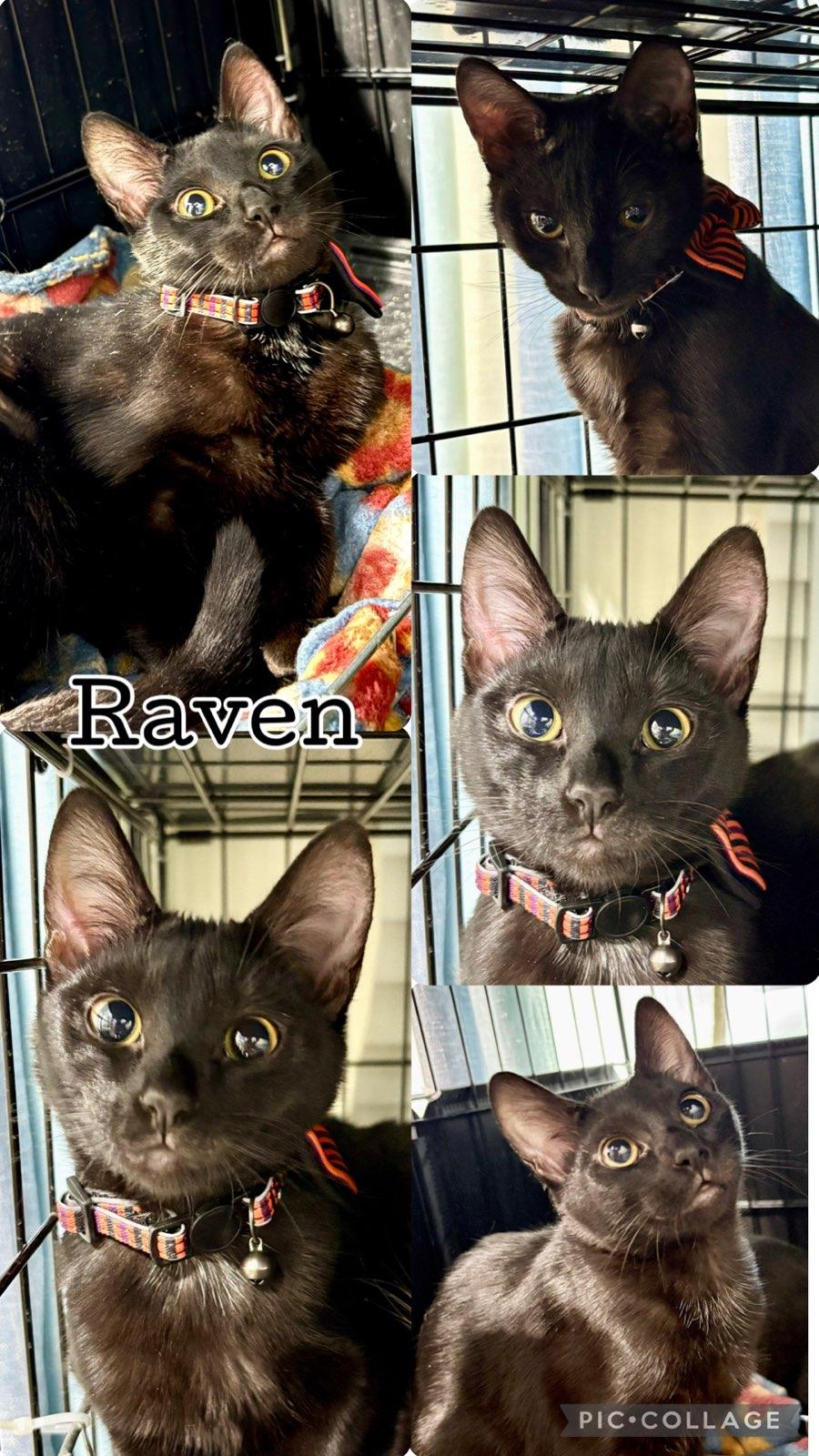 RAVEN, Adoptable, Kitten Female Tabby.