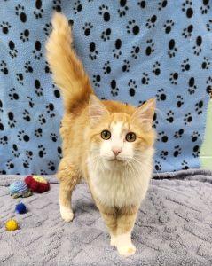 Arwyn, adopted, Young Male Domestic Long Hair.