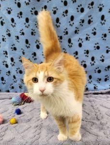 Enlarge Arwyn, an adopted Domestic Long Hair in Bucyrus, OH image 3/3