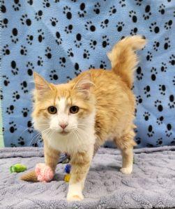 Enlarge Arwyn, an adopted Domestic Long Hair in Bucyrus, OH image 2/3