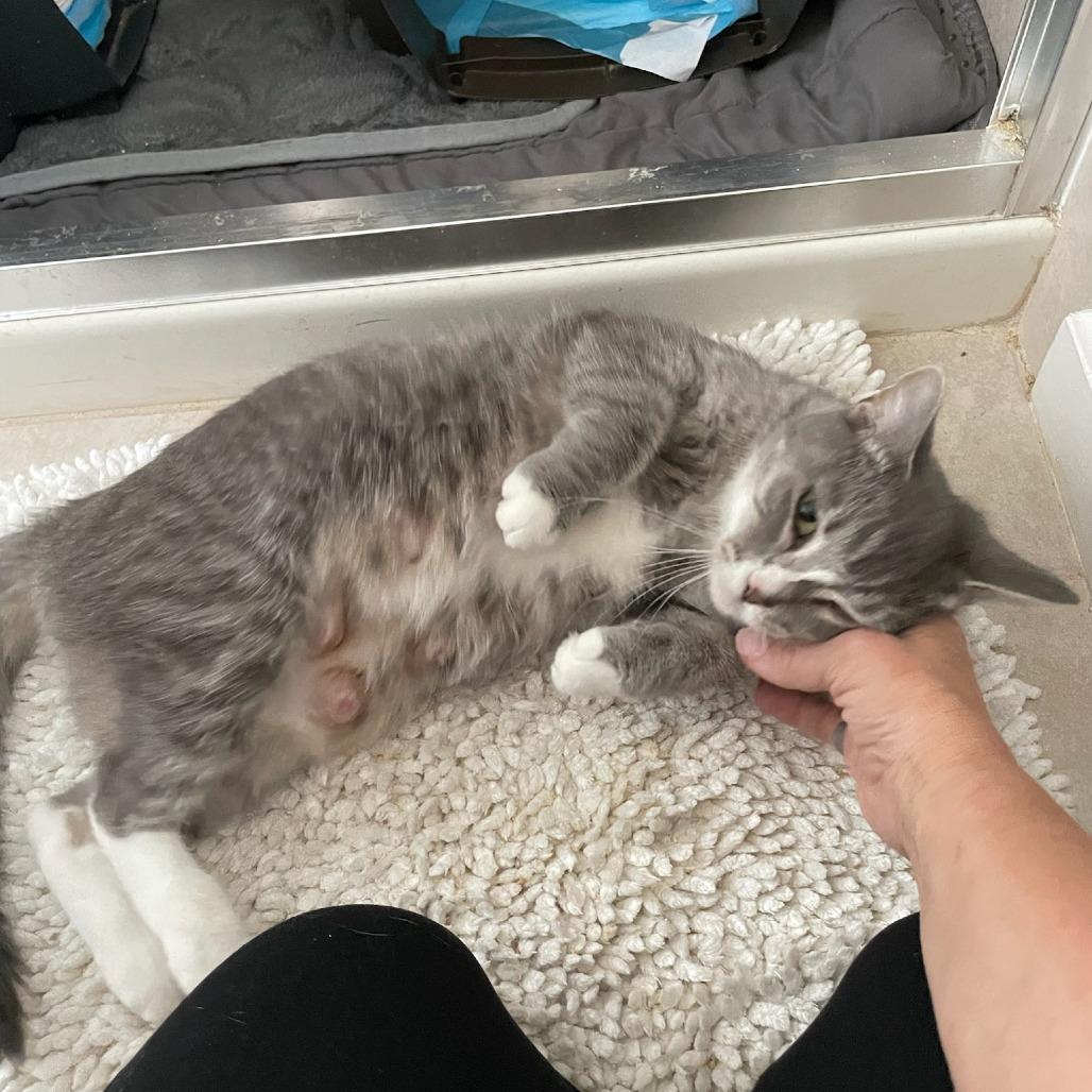 Enlarge Tiger Lily, a Adoptable Domestic Medium Hair in Bel Air, MD image 1/3