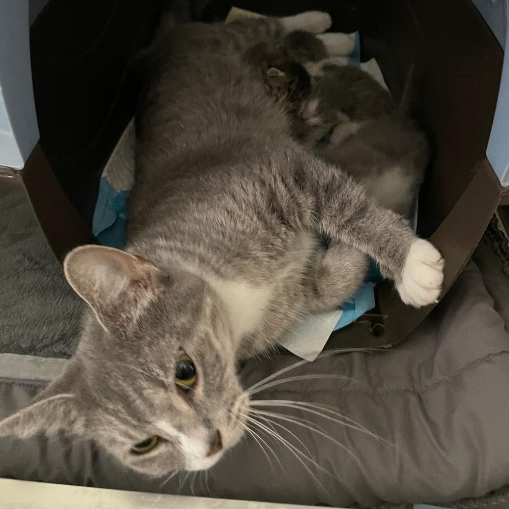 Enlarge Tiger Lily, a Adoptable Domestic Medium Hair in Bel Air, MD image 2/3