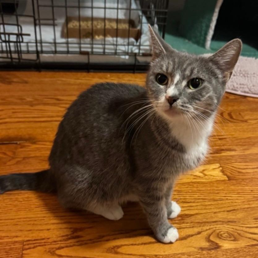 Enlarge Tiger Lily, a Adoptable Domestic Medium Hair in Bel Air, MD image 3/3