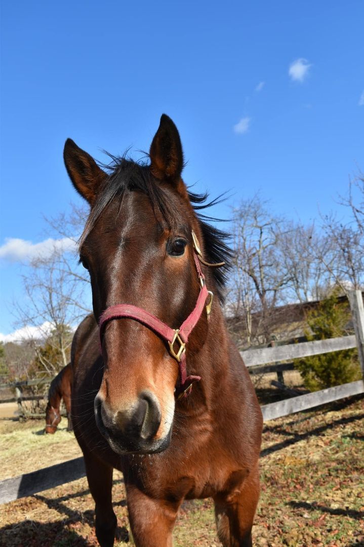 Melt With You (companion/pasture pet- FREE), Adopted, Adult Male Standardbred.