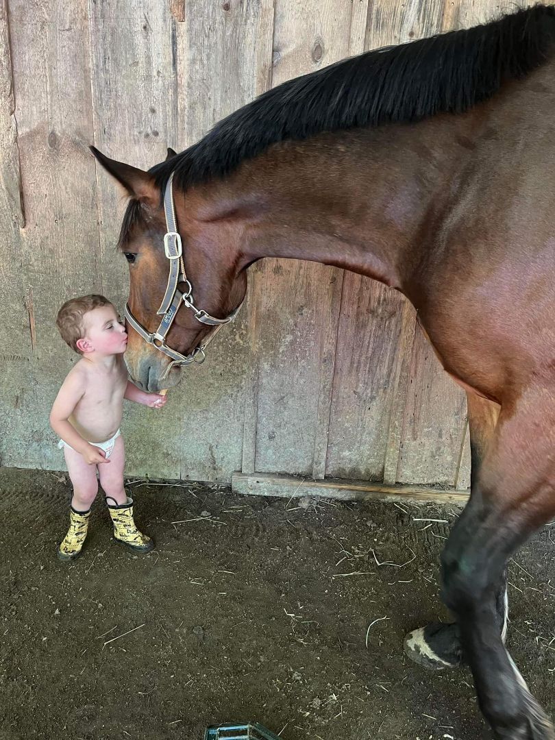 Enlarge Melt With You (companion/pasture pet- FREE), a Adopted Standardbred in Farmingdale, NJ image 2/12