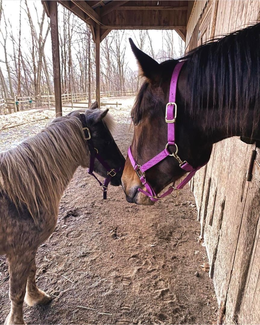 Enlarge Melt With You (companion/pasture pet- FREE), a Adopted Standardbred in Farmingdale, NJ image 3/12