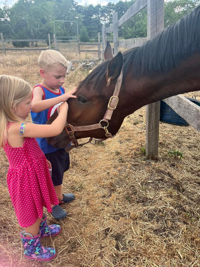 Enlarge Melt With You (companion/pasture pet- FREE), a Adopted Standardbred in Farmingdale, NJ image 4/12