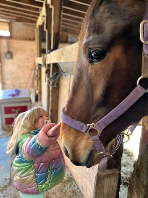 Enlarge Melt With You (companion/pasture pet- FREE), a Adopted Standardbred in Farmingdale, NJ image 5/12