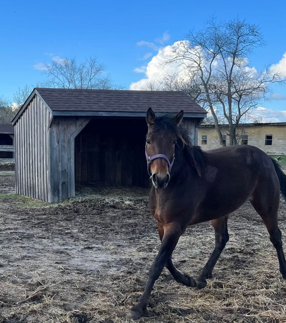 Enlarge Melt With You (companion/pasture pet- FREE), a Adopted Standardbred in Farmingdale, NJ image 6/12