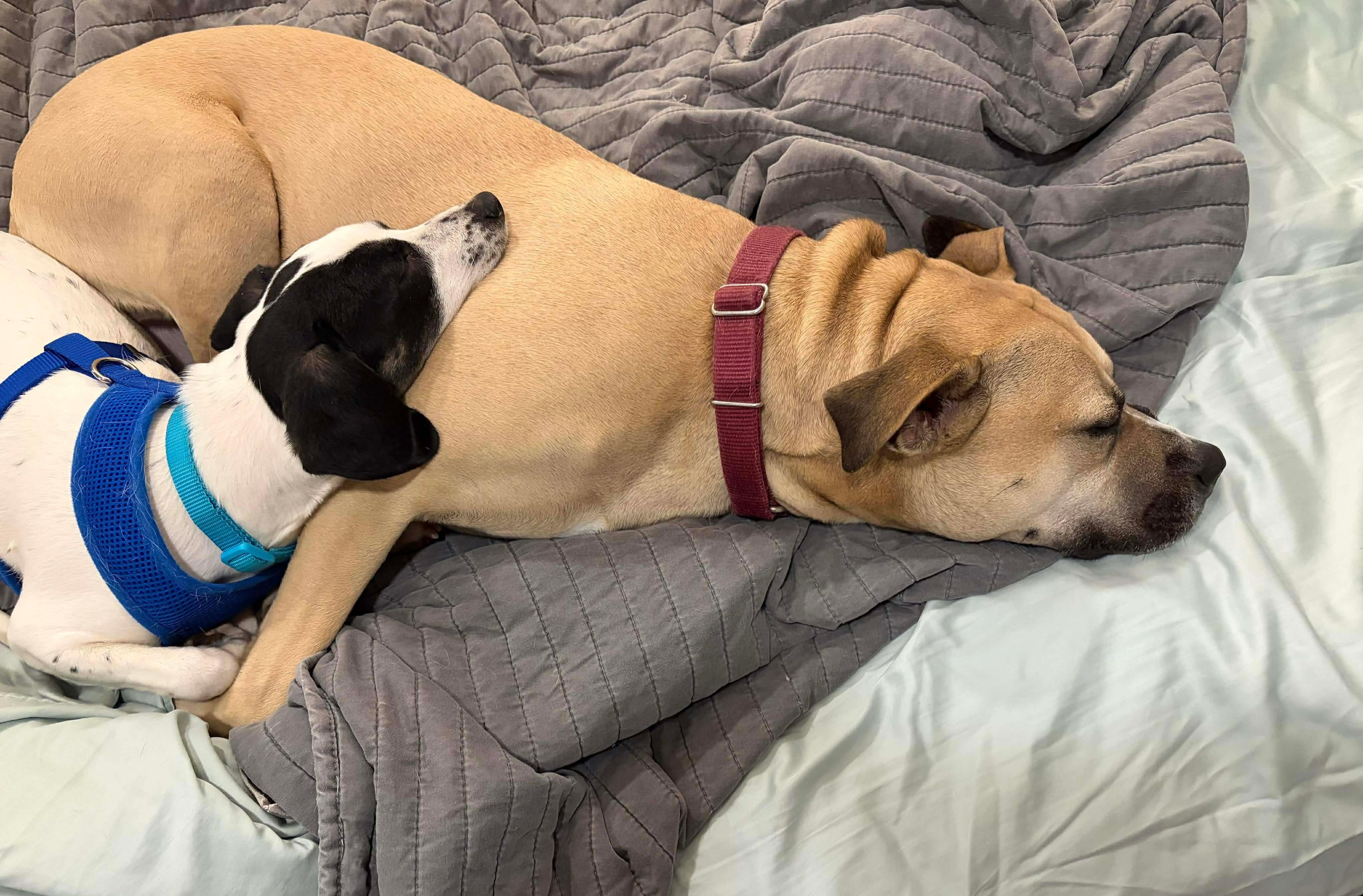 Enlarge Minnie, a ADOPTABLE mixed breed in Athens, GA image 5/5