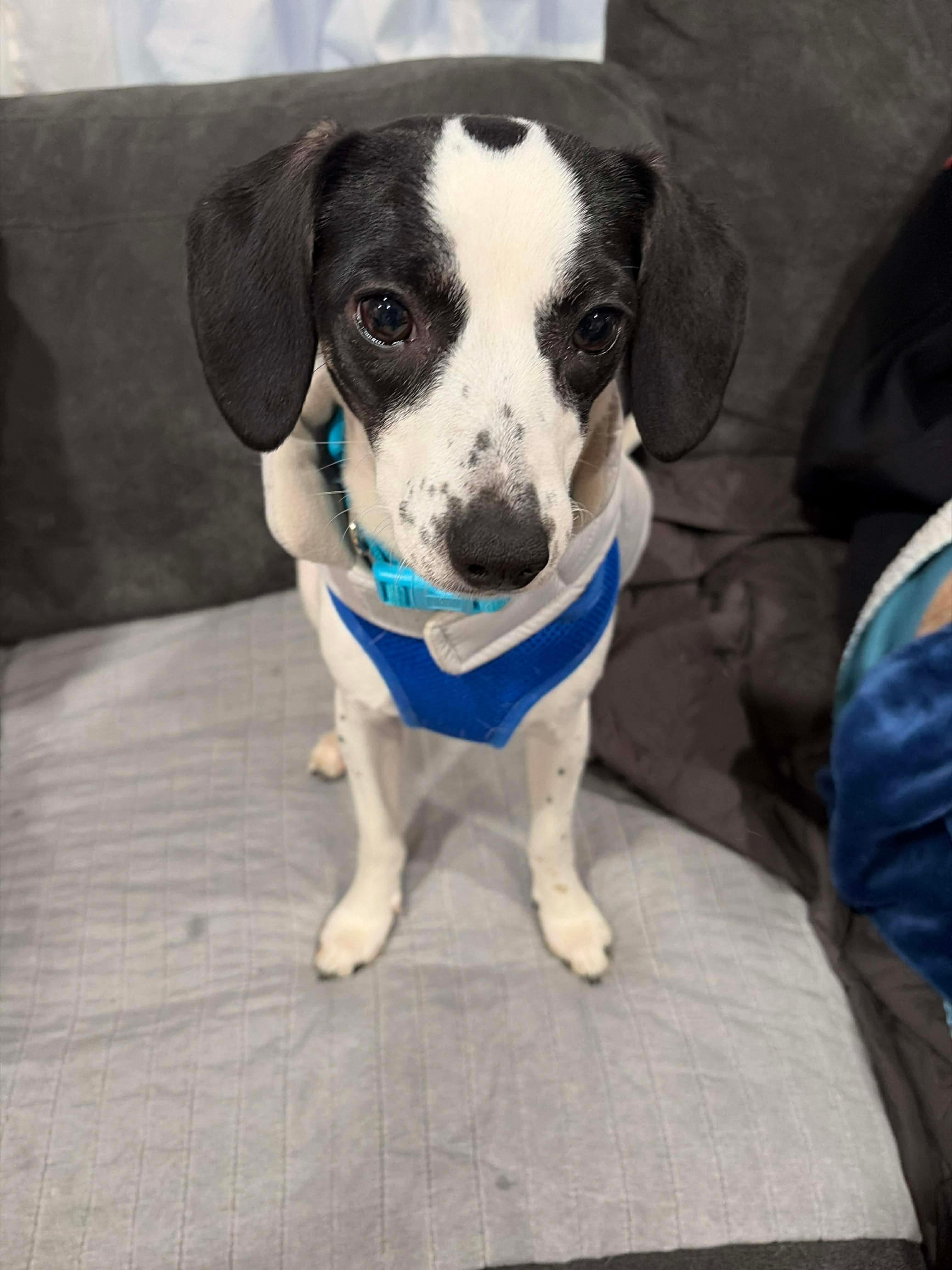 Enlarge Minnie, a ADOPTABLE mixed breed in Athens, GA image 1/5