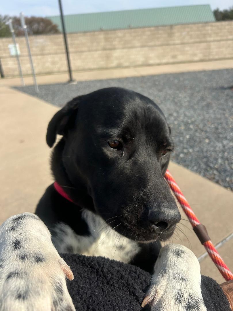 Enlarge Bubba, a Adoptable Labrador Retriever in Rowlett, TX image 3/3