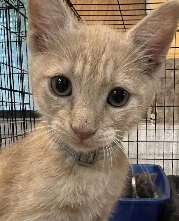 Davey 7430, adopted, Kitten Male Domestic Short Hair.