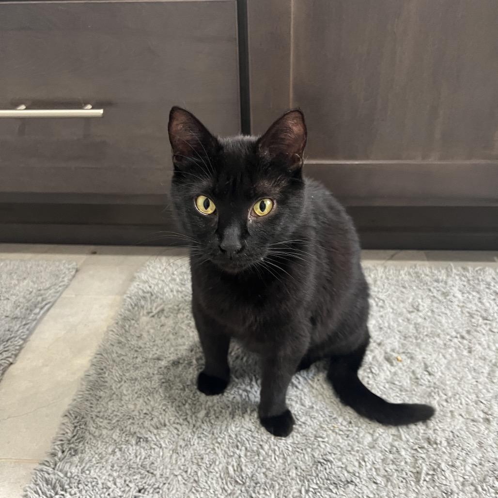 Kitana, Adoptable, Adult Female Domestic Short Hair.