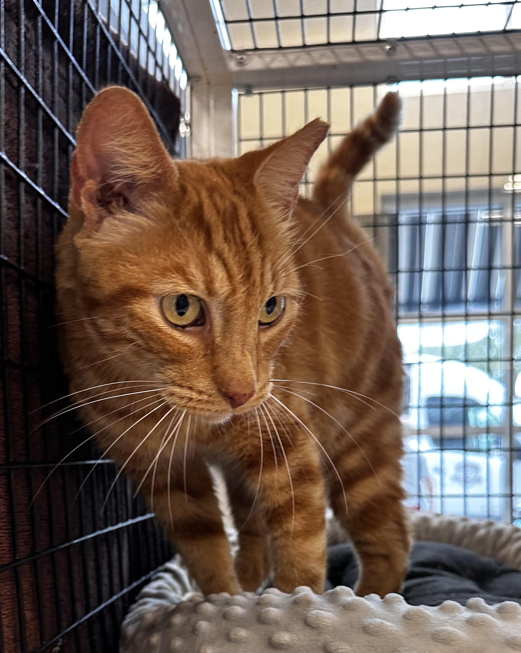 Garfield, Adoptable, Adult Male Domestic Short Hair.