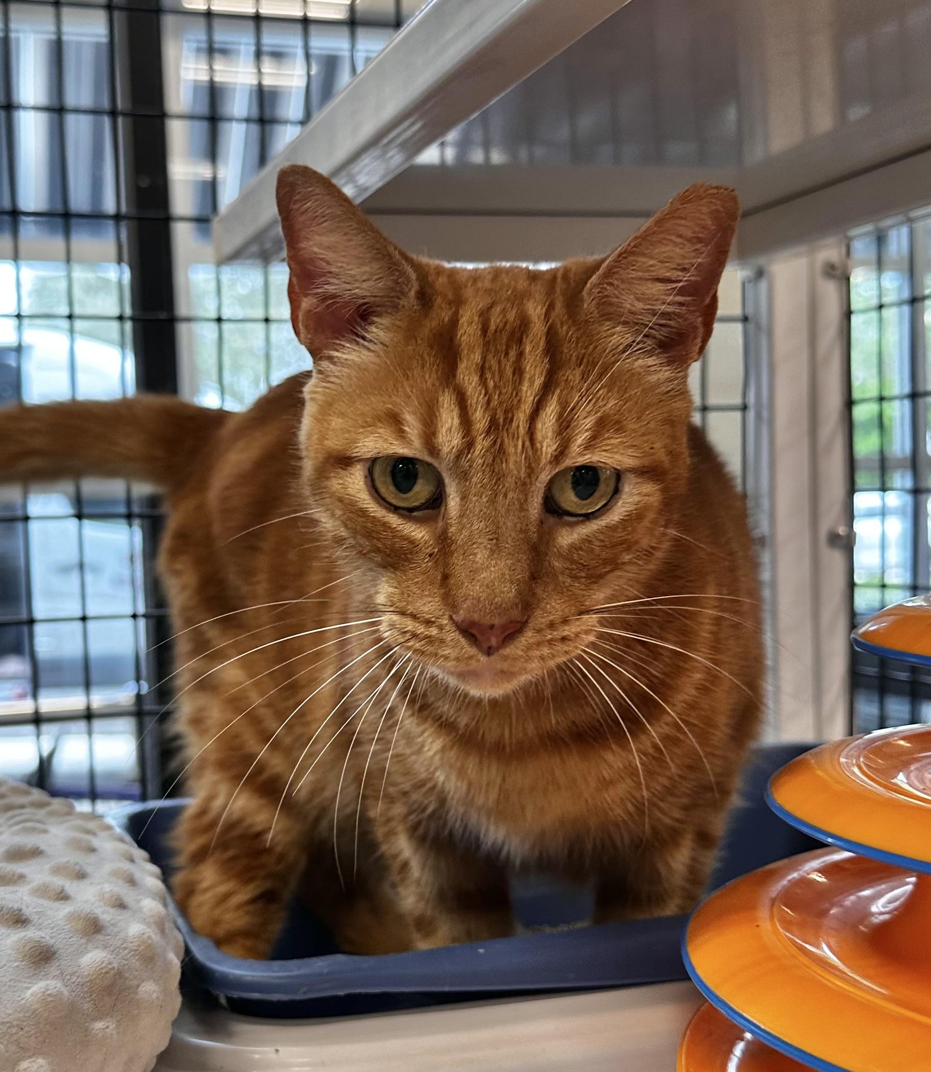 Garfield, a Adoptable Domestic Short Hair in Lake Worth, FL image 2/3