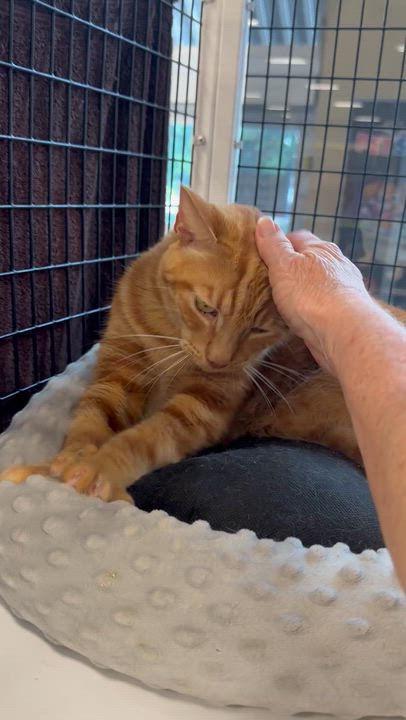 Enlarge Garfield, a Adoptable Domestic Short Hair in Lake Worth, FL video 3/3