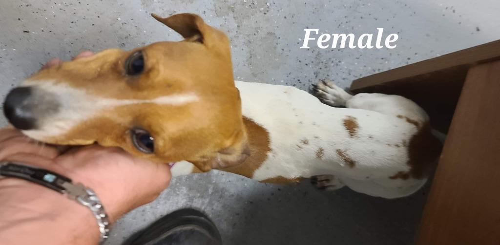 Kricket, Adopted, Adult Female Dachshund.