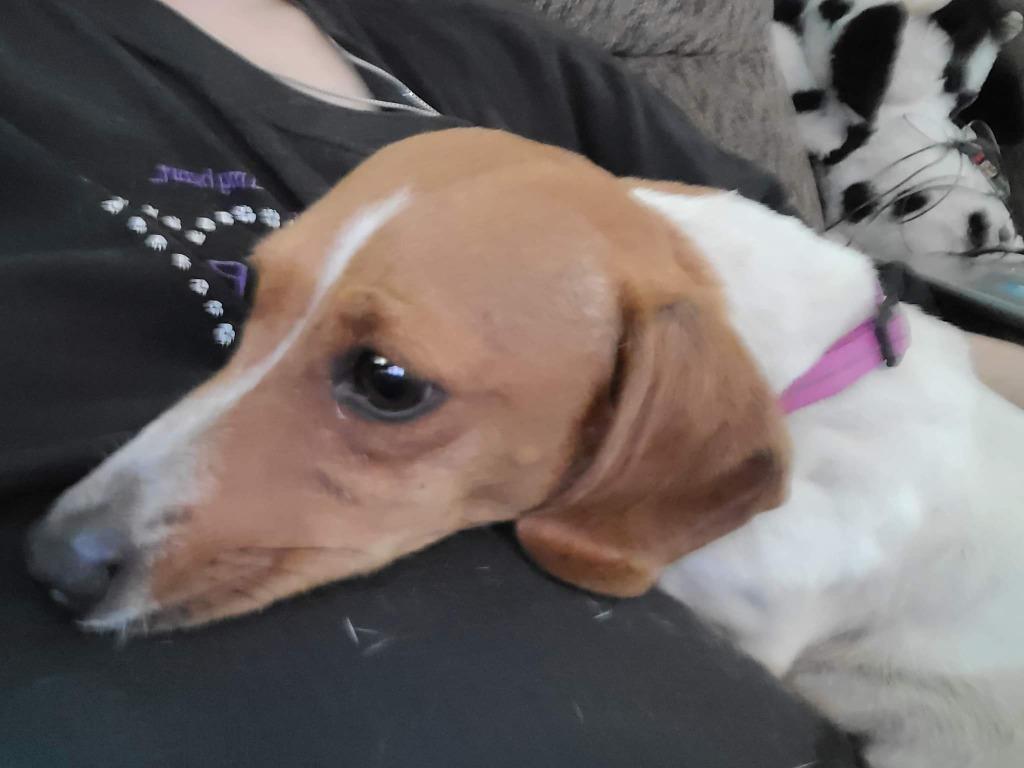 Enlarge Kricket, a Adopted Dachshund in Fort Stockton, TX image 2/2