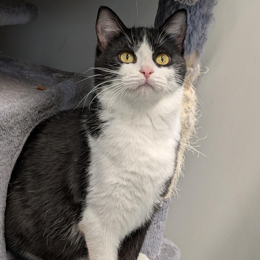 Enlarge Annie, a ADOPTABLE Domestic Short Hair in Cape Girardeau, MO image 2/5