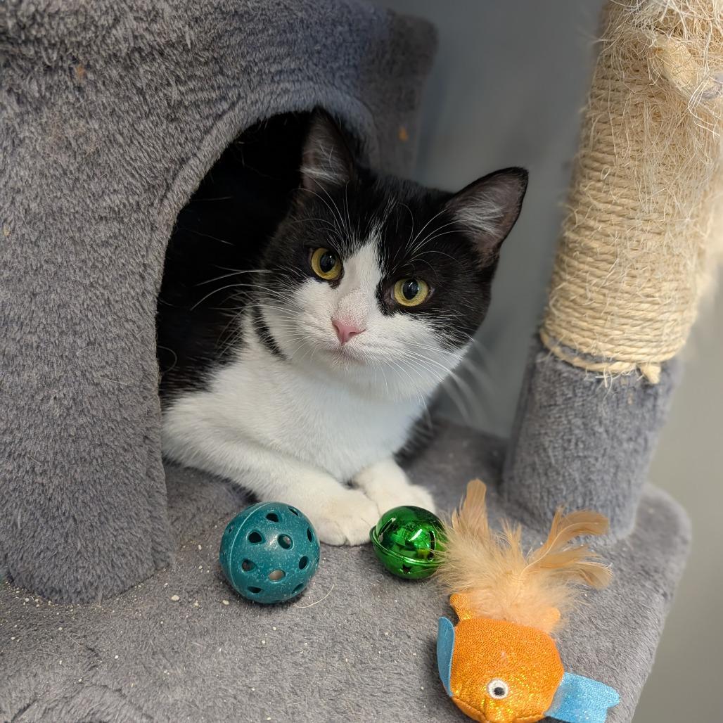 Enlarge Annie, a ADOPTABLE Domestic Short Hair in Cape Girardeau, MO image 3/5