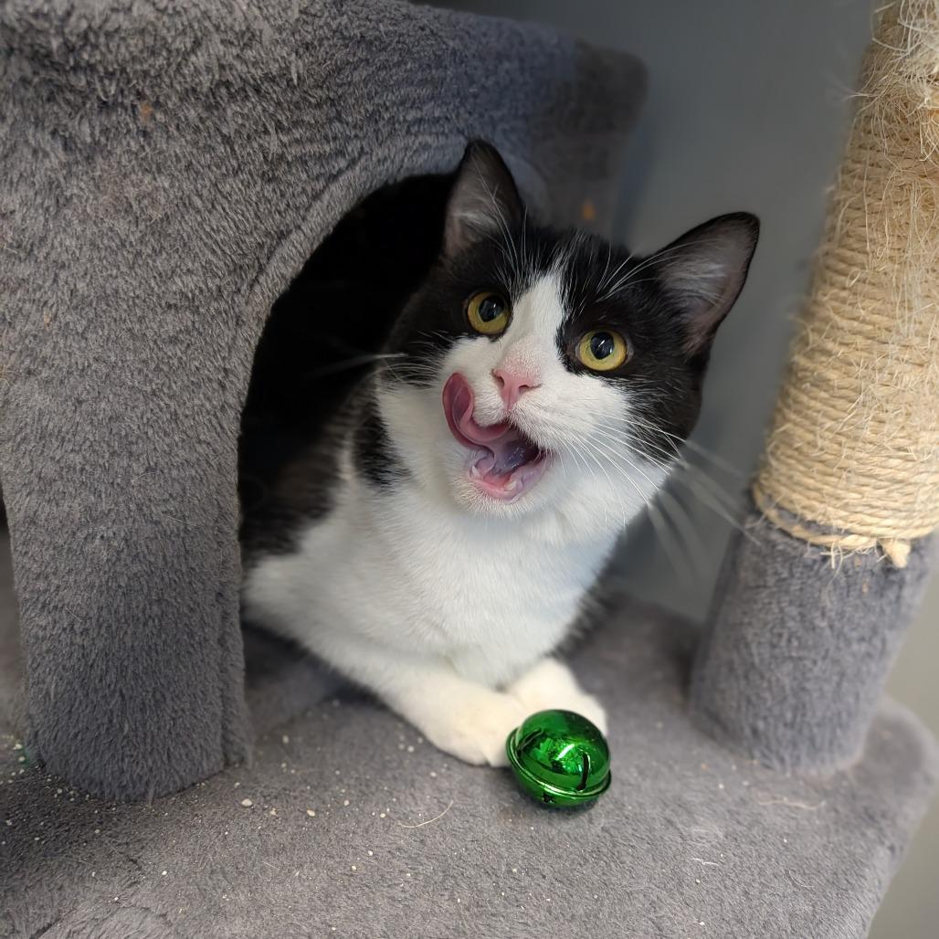 Enlarge Annie, a ADOPTABLE Domestic Short Hair in Cape Girardeau, MO image 4/5