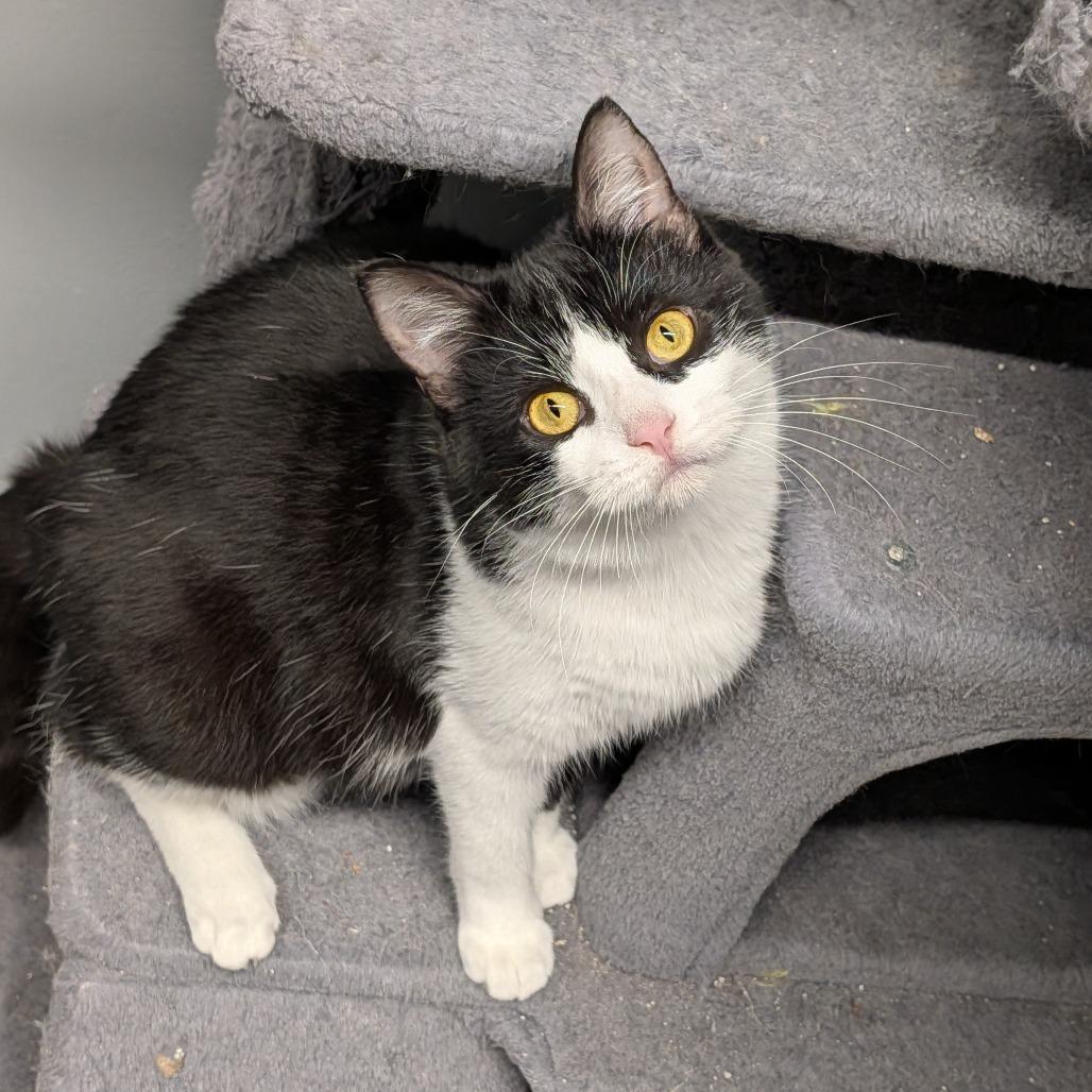 Annie, ADOPTABLE, Young Female Domestic Short Hair.