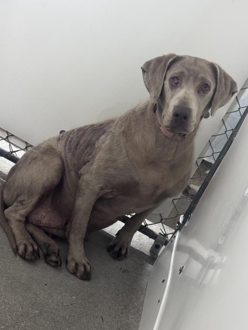 Tenley-Not Accepting Applications Yet!, ADOPTABLE, Adult Female Chocolate Labrador Retriever.