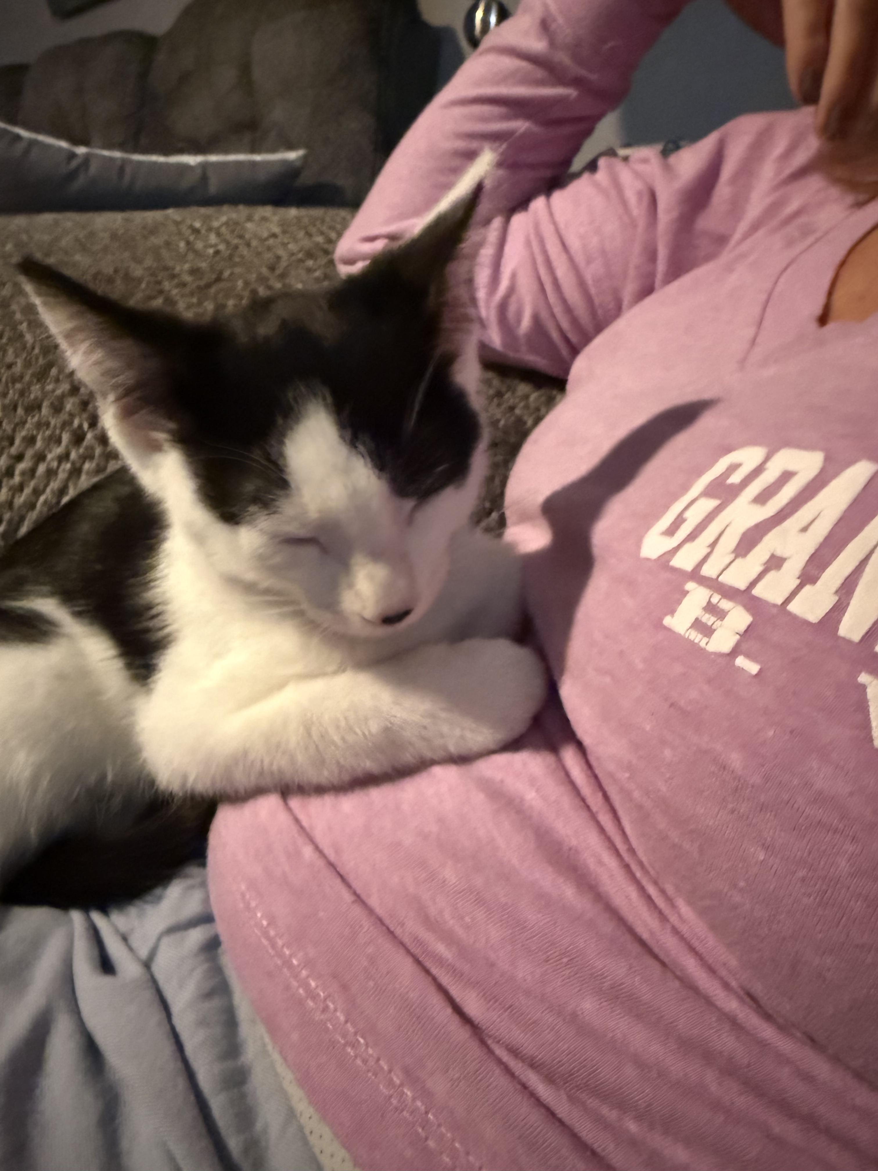 Phoenix, Adoptable, Kitten Male Domestic Short Hair.