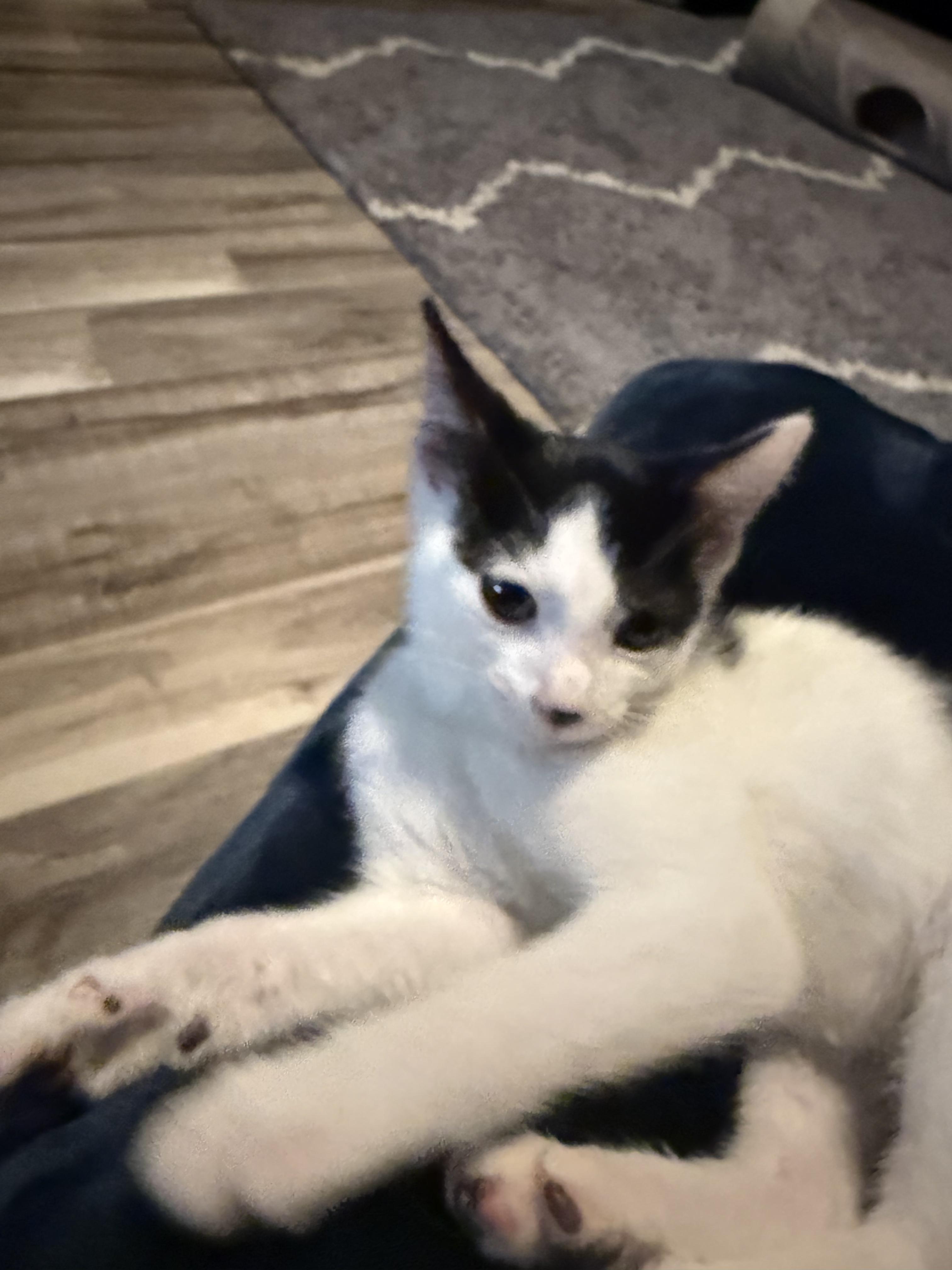 Enlarge Phoenix, a Adoptable Domestic Short Hair in Greenwood, IN image 2/3