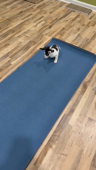 Enlarge Phoenix, a Adoptable Domestic Short Hair in Greenwood, IN video 3/3