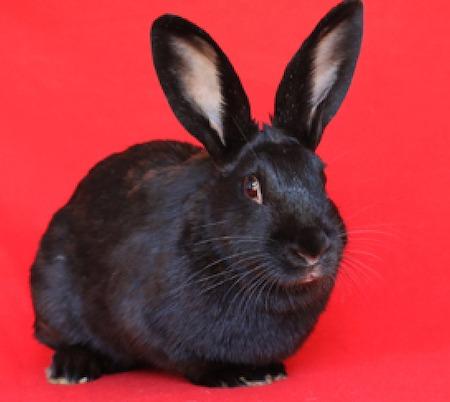 Carina Antonia, Adoptable, Adult Female Bunny Rabbit.