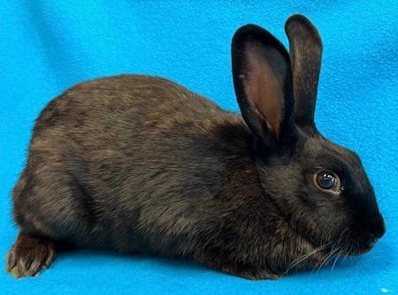 Enlarge Carina Antonia, a Adoptable Bunny Rabbit in Scotts Valley, CA image 1/3