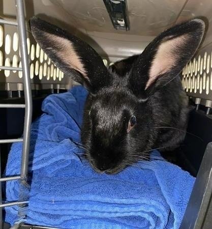 Enlarge Carina Antonia, a Adoptable Bunny Rabbit in Scotts Valley, CA image 3/3