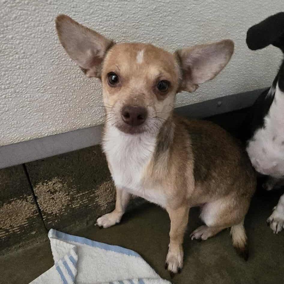 Enlarge Bubby OS AZ, a Adoptable mixed breed in Las Vegas, NV image 1/1