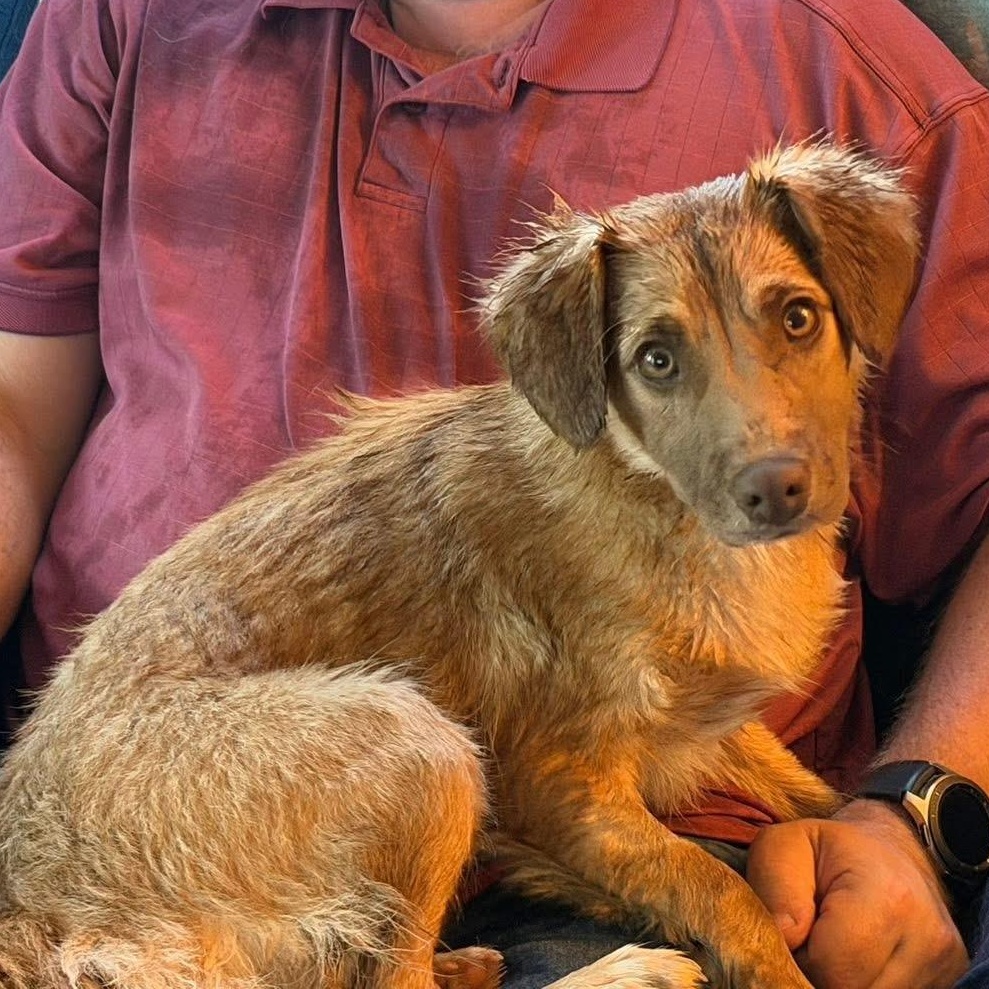 Enlarge Hope, a ADOPTABLE Terrier in McHenry, IL image 4/4